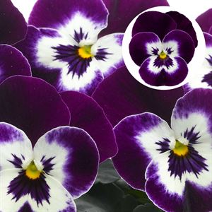 Afbeelding van Viola P9 kleinbloemig Deltini violet face